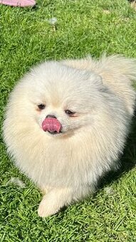 Fenka pomeranian s pp FCI