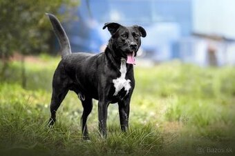 Darujem perfektného psa Danteho - mix labrador / doga