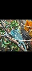 Chameleon jemensky - moznost upravit terarium