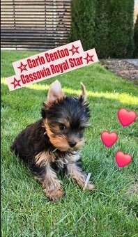 Šteniatko Yorkshire Terrier s PP-REZERVOVANÝ - 1