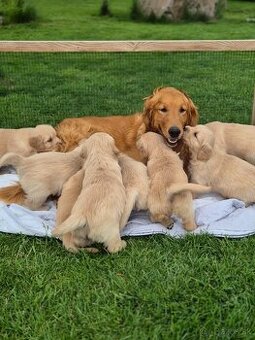 Zlaty retriever