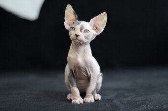Kanadský Sphynx