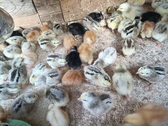 Ponúkame kuriatka 5dňove vakcinovane cena 1,40e
