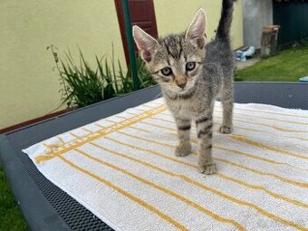 Darujem dve 2.5 mesačné mačiatka - kocurikov