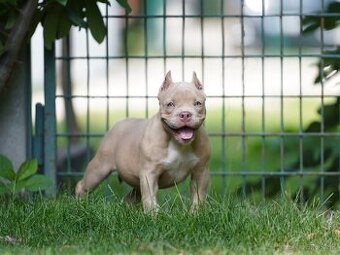 American Bully