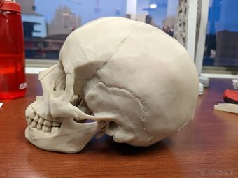 🧠 3D anatomický model lebky 🩻 pre študentov LF