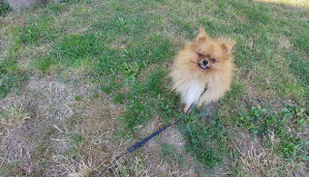 Nemecky pomeriansky špic