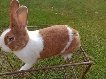 Predám králiky Šarišský obrovity