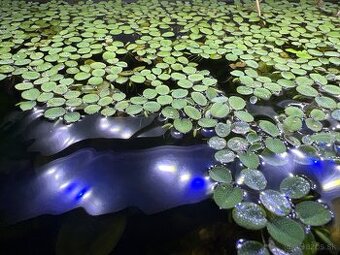 Salvinia natans | Akvaríjne rastliny | Plávajúca