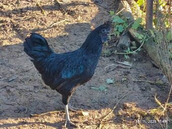 Ayam cemani na predaj