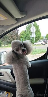 Ponúkam na krytie trpazlici pudel