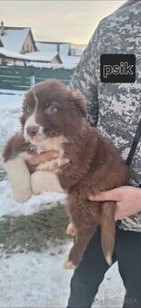 Border Kolia šteniatka