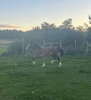 Brzy dvouletý valach Welsh Cob