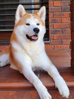 Akita Inu, krytie