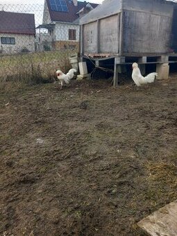 Predám kohúty milflerky a holandanky