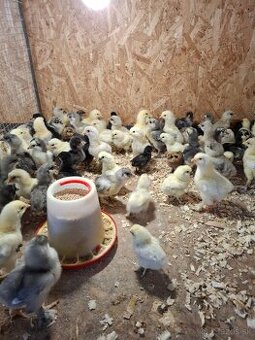 Araukány Ayam cemani Brahmanky Hodvábničky