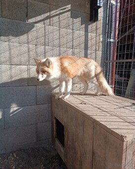 Líška (Vulpes vulpes)