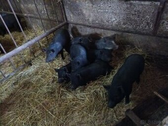 Vietnamské prasiatka