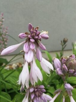 Hosta- 2,50