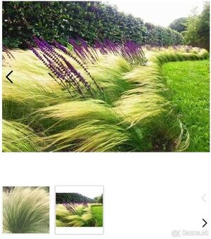 Ponukam kavil-stipa