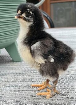 Marans medenokrké