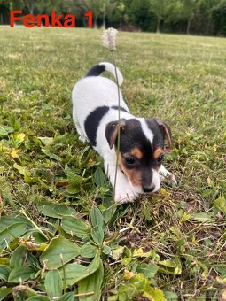 Jack Russell