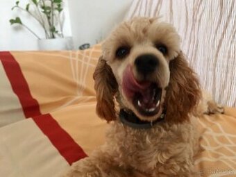 PONUKNITE PUDEL ŠTENIATKO APRICOT