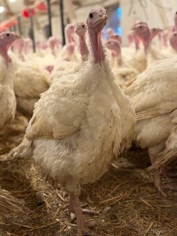 Predám jatočné morky