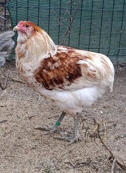 Mlade kohutiky aj vymena