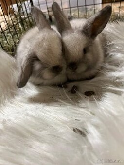 Králik - zajačik minilop - 1