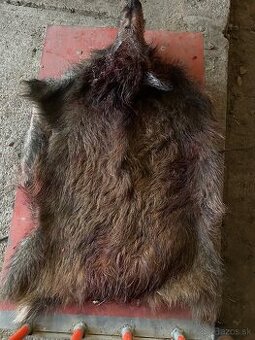 Koža s hlavou diviaka