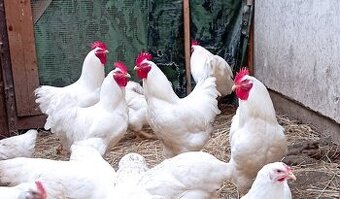 Kohút Plymutka biela