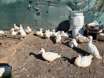 Pizmove kacice-  cinske