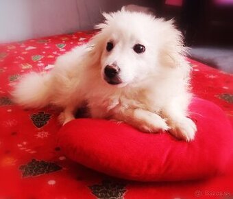 Nemecký špic stredného rasi.