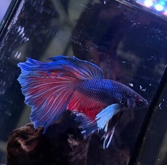 Bojovnica pestrá (Betta splendens) Halfmoon