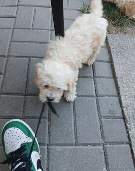 Pudlik