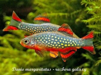 Razbora galaxy - Danio margaritatus