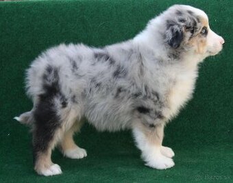 Miniatúrny americký ovčiak