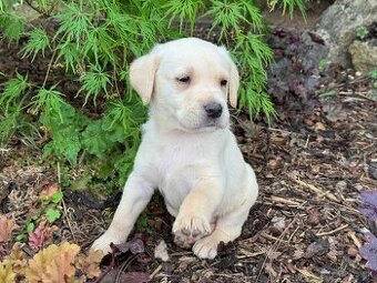 Labrador