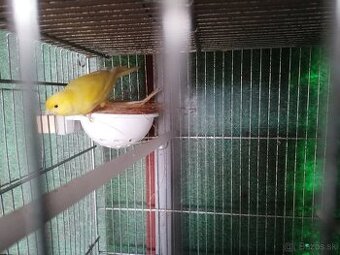 Kanarik
