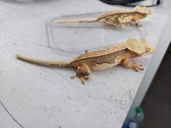 Pagekon riasnaty