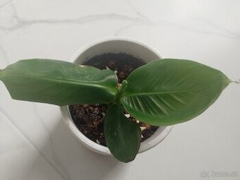 Bananovnik Musa acuminata Tropicana