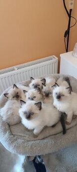 Ragdoll mačiatka, mačka