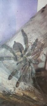 Psalmopoeus cambridgei ,Pterinochilus murinus