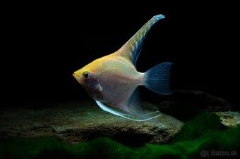 Gold Skalar - Pterophyllum scalare
