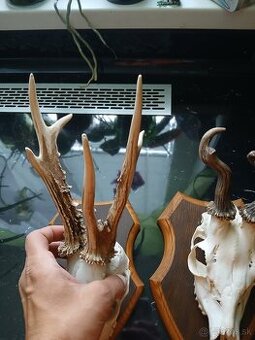 2 raritne srnčie trofeje