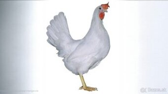 NOSNICE DOMINANT LEGHORN D229