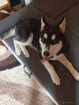 Husky