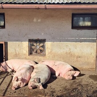 Ošipané Karlov dvor