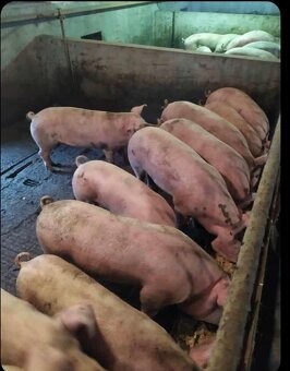 Ošipané Karlov dvor